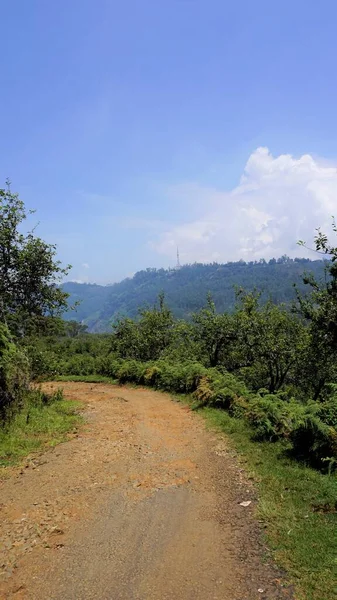 stock image Beautiful scenery of kodaikanal forest road with clear sky at top and lushful greenery in between. Background wallpaper image.