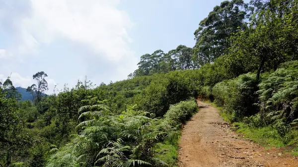 Красиві Пейзажі Кодайкальної Лісової Дороги Чистим Небом Зверху Пишною Зеленню — стокове фото