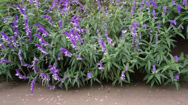 Salvia Lukantha 'nın çiçeklerinden oluşan güzel arkaplan resimleri Meksika çalısı, kadife, Teksas bilgesi vb.