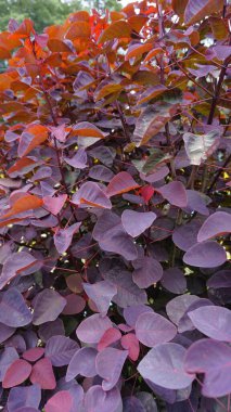 Bitki Euphorbia cotinifolia 'nın güzel arkaplan desenli görüntüsü. Tropikal füme çalısı olarak da bilinir. Karayip bakır bitkisi, Meksika çalısı.