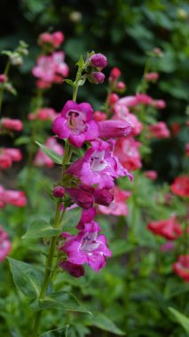 Hartwegs sakal dili olarak da bilinen Penstemon hartwegii bitkisinden güzel renkli çiçeklerin portresi. Bu tür Meksika 'nın yerlisi..