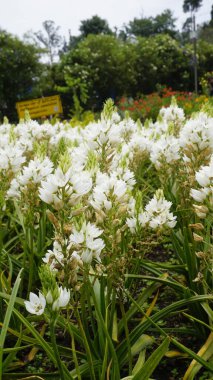 Ornithogalum Thyrsoides 'in güzel çiçekleri ayrıca zambak, Çin zambağı, kaya zambağı, harika çiçek, Chincherinchee vs. olarak da bilinir.