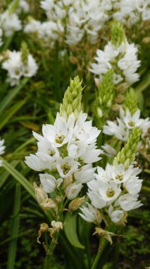 Ornithogalum Thyrsoides 'in güzel çiçekleri ayrıca zambak, Çin zambağı, kaya zambağı, harika çiçek, Chincherinchee vs. olarak da bilinir.