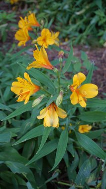 Alstroemeria ligtu 'nun güzel sarı çiçekleri Saint Martins Lily, Astromelias Çiçekleri olarak da bilinir..