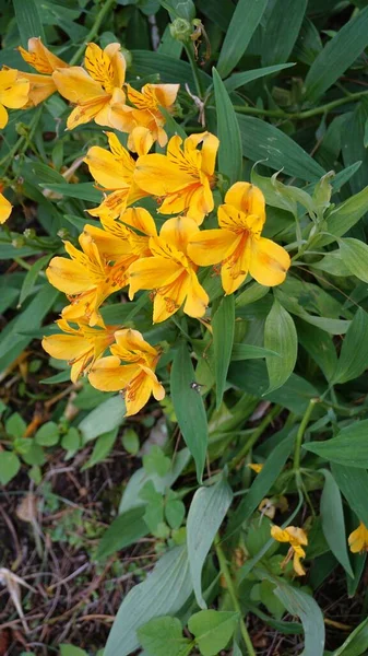 Alstroemeria ligtu 'nun güzel sarı çiçekleri Saint Martins Lily, Astromelias Çiçekleri olarak da bilinir..