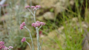 Antennaria dioica 'nın çiçeklerine yakın çekim. Kedi ayağı, gül, taş parmaklar, dağa ait ölümsüz, Cudweed vs. olarak da bilinir.