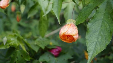 Callianthe Striata çiçeklerine yakın çekim. Çiçekli akçaağaç olarak da bilinir..