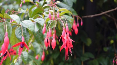 Fuchsia Magellanica 'nın çiçekleri, Hummingbird Fuchsia, Dolar Prensesi, Kanayan Kalp, Bonita Fuchisia vs. olarak da bilinir.
