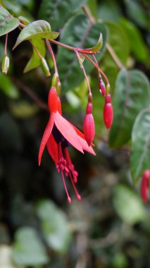 Fuchsia Magellanica 'nın çiçekleri, Hummingbird Fuchsia, Dolar Prensesi, Kanayan Kalp, Bonita Fuchisia vs. olarak da bilinir.