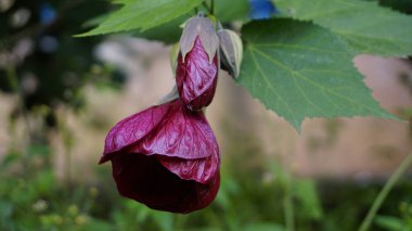 Callianthe picta 'nın kestane rengi çiçeğine yakın plan. Ayrıca Redven Çin feneri olarak da bilinir.