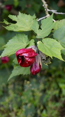 Callianthe picta 'nın kestane rengi çiçeğine yakın plan. Ayrıca Redven Çin feneri olarak da bilinir.