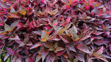 Kırmızı ve mor doğal arkaplan desenleri Jubas Bush, Bloodleaf, Biftek vs. olarak da bilinen Iresine diferusa bitkisinden.