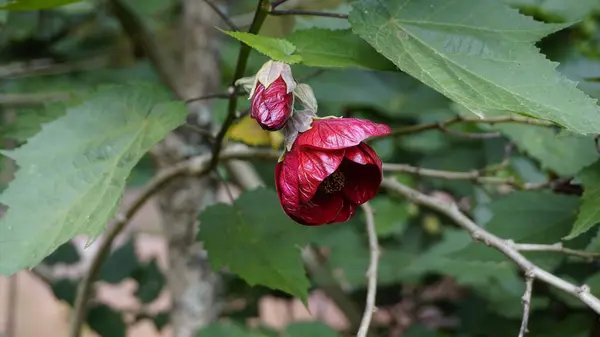 Closeup of maroon colour flower of Callianthe picta also known as Redvein Chinese lantern
