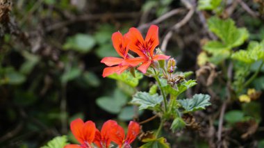 Pelargonium panduriforme 'nin kırmızı renkli çiçeklerine yakın çekim Oakleaf bahçesi sardunyası olarak da bilinir.