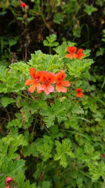 Pelargonium panduriforme 'nin kırmızı renkli çiçeklerine yakın çekim Oakleaf bahçesi sardunyası olarak da bilinir.