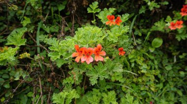 Pelargonium panduriforme 'nin kırmızı renkli çiçeklerine yakın çekim Oakleaf bahçesi sardunyası olarak da bilinir.