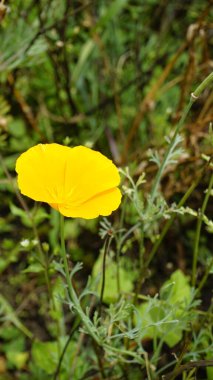 Escholzia California 'nın sarı çiçeklerine yakın çekim Kaliforniya gelinciği, güneş ışığı, altın tepeciği, Pavot de California vesaire olarak da bilinir.