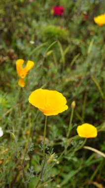 Escholzia California 'nın sarı çiçeklerine yakın çekim Kaliforniya gelinciği, güneş ışığı, altın tepeciği, Pavot de California vesaire olarak da bilinir.