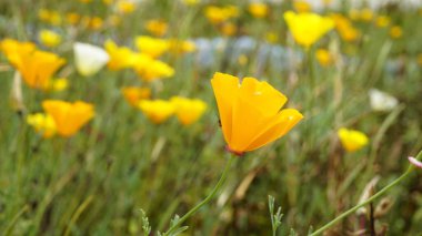 Escholzia California 'nın sarı çiçeklerine yakın çekim Kaliforniya gelinciği, güneş ışığı, altın tepeciği, Pavot de California vesaire olarak da bilinir.