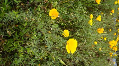 Escholzia California 'nın sarı çiçeklerine yakın çekim Kaliforniya gelinciği, güneş ışığı, altın tepeciği, Pavot de California vesaire olarak da bilinir.