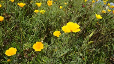 Escholzia California 'nın sarı çiçeklerine yakın çekim Kaliforniya gelinciği, güneş ışığı, altın tepeciği, Pavot de California vesaire olarak da bilinir.