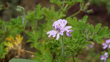 Gül kokulu pelargonyum, Citronella, Cola, Sweet, Rose kokulu Geranium vs. olarak da bilinen Pelargonium mezarlıklarının çiçek başlarının yakın çekimi