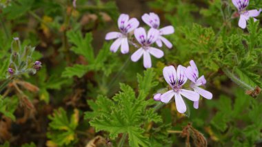 Gül kokulu pelargonyum, Citronella, Cola, Sweet, Rose kokulu Geranium vs. olarak da bilinen Pelargonium mezarlıklarının çiçek başlarının yakın çekimi