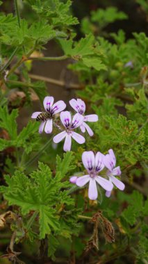 Gül kokulu pelargonyum, Citronella, Cola, Sweet, Rose kokulu Geranium vs. olarak da bilinen Pelargonium mezarlıklarının çiçek başlarının yakın çekimi