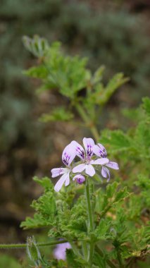 Gül kokulu pelargonyum, Citronella, Cola, Sweet, Rose kokulu Geranium vs. olarak da bilinen Pelargonium mezarlıklarının çiçek başlarının yakın çekimi