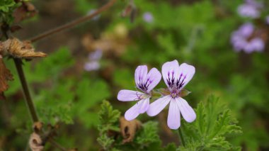 Gül kokulu pelargonyum, Citronella, Cola, Sweet, Rose kokulu Geranium vs. olarak da bilinen Pelargonium mezarlıklarının çiçek başlarının yakın çekimi