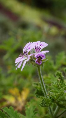 Gül kokulu pelargonyum, Citronella, Cola, Sweet, Rose kokulu Geranium vs. olarak da bilinen Pelargonium mezarlıklarının çiçek başlarının yakın çekimi