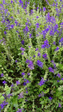 Vahşi Clary olarak bilinen Salvia Viridis, Yıllık Clary, Mavi Sakal, Yeşil, Joseph, Boyalı, Clary Sage Bahçedeki çiçek tarlasında yeşil yapraklı.