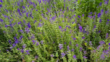 Vahşi Clary olarak bilinen Salvia Viridis, Yıllık Clary, Mavi Sakal, Yeşil, Joseph, Boyalı, Clary Sage Bahçedeki çiçek tarlasında yeşil yapraklı.