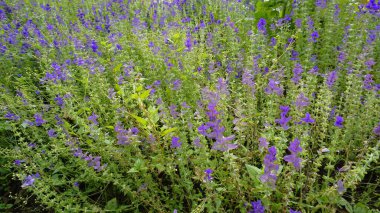 Vahşi Clary olarak bilinen Salvia Viridis, Yıllık Clary, Mavi Sakal, Yeşil, Joseph, Boyalı, Clary Sage Bahçedeki çiçek tarlasında yeşil yapraklı.
