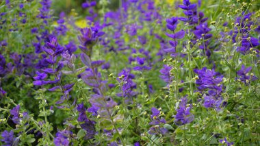 Salvia viridis known as Wild clary, Annual clary, Bluebeard, Green, Joseph,Painted, Clary Sage Sage with green leaves on the flower bed in a garden. clipart