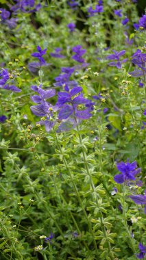 Vahşi Clary olarak bilinen Salvia Viridis, Yıllık Clary, Mavi Sakal, Yeşil, Joseph, Boyalı, Clary Sage Bahçedeki çiçek tarlasında yeşil yapraklı.
