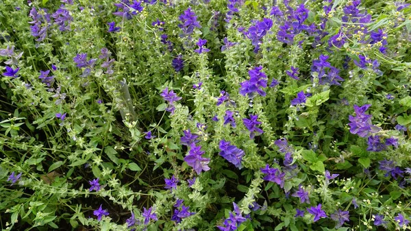 stock image Salvia viridis known as Wild clary, Annual clary, Bluebeard, Green, Joseph,Painted, Clary Sage Sage with green leaves on the flower bed in a garden.