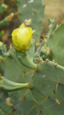 Opuntia Bölgesi 'nin güzel çiçekleri Dik, Kabuk tepeciği, Avustralya armudu, Ekşi Prickle olarak da bilinir. Tamilnadu, Hindistan' da görüldü.