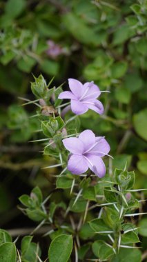 Kutu Yaprak Barleria, Gandu chotte mullu, Karichulli, Terana, Caraschulli, Karaculli olarak da bilinen Barleria buxifolia çiçeklerine yakın çekim