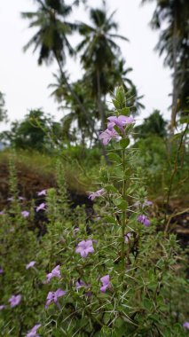 Kutu Yaprak Barleria, Gandu chotte mullu, Karichulli, Terana, Caraschulli, Karaculli olarak da bilinen Barleria buxifolia çiçeklerine yakın çekim