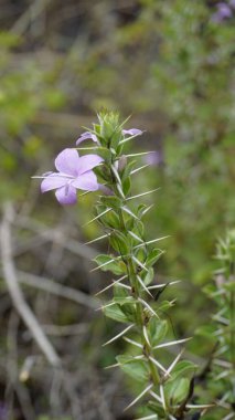 Kutu Yaprak Barleria, Gandu chotte mullu, Karichulli, Terana, Caraschulli, Karaculli olarak da bilinen Barleria buxifolia çiçeklerine yakın çekim