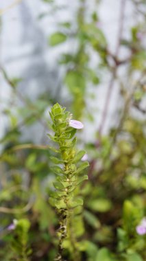 Justicia glauca botanik adı Justicia glauca familyası Acanthaceae ya da Acanthus 'a yakın. Kodaikanal yolunda görüldü..