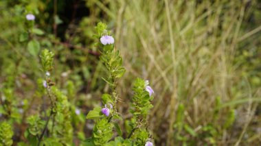 Justicia glauca botanik adı Justicia glauca familyası Acanthaceae ya da Acanthus 'a yakın. Kodaikanal yolunda görüldü..