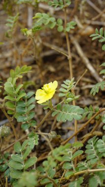 Tribulus cistoides Kingston düğün çiçeği, Burnut, Büyük sarı caltrop, Pagode, Kill Bukra, Puncturevine vs.