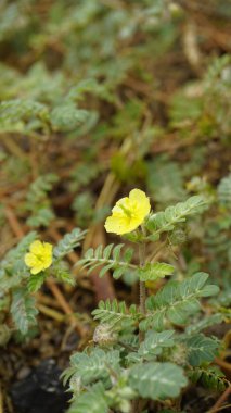 Tribulus cistoides Kingston düğün çiçeği, Burnut, Büyük sarı caltrop, Pagode, Kill Bukra, Puncturevine vs.
