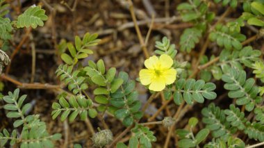 Tribulus cistoides Kingston düğün çiçeği, Burnut, Büyük sarı caltrop, Pagode, Kill Bukra, Puncturevine vs.