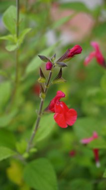 Salvia Greggii 'nin güzel kırmızı çiçekleri San Antone keklik otu olarak da bilinir.