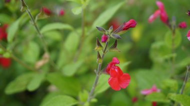 Salvia Greggii 'nin güzel kırmızı çiçekleri San Antone keklik otu olarak da bilinir.