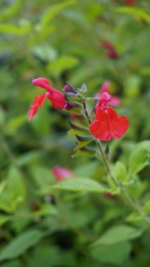 Salvia Greggii 'nin güzel kırmızı çiçekleri San Antone keklik otu olarak da bilinir.