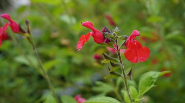 Salvia Greggii 'nin güzel kırmızı çiçekleri San Antone keklik otu olarak da bilinir.